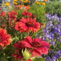Gailardia MESA RED