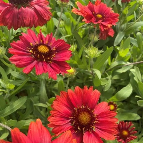 Gailardia MESA RED