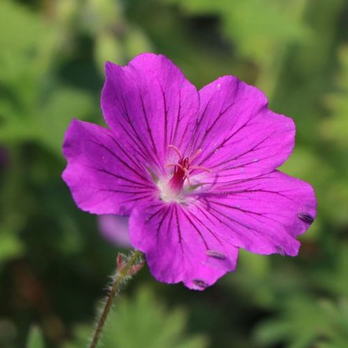 Bodziszek TINY MONSTER