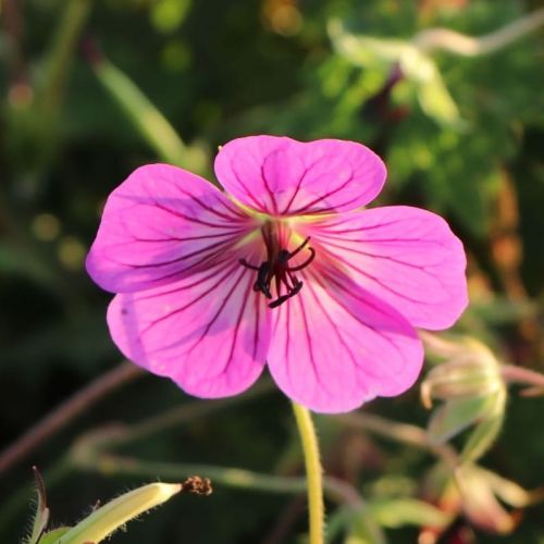 Bodziszek PINK PENNY