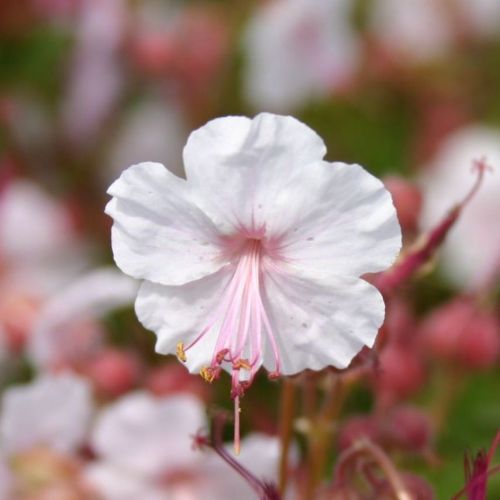 Bodziszek kantabryjski BIOKOVO