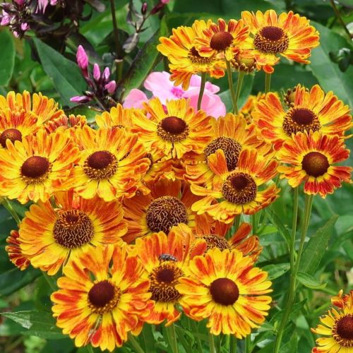 Dzielżan jesienny MARIACHI FUEGO