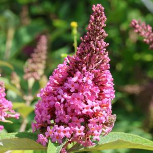 Budleja Dawida BUTTERFLY CANDY LITTLE PINK