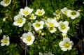 Skalnica ALPINO EARLY LIME