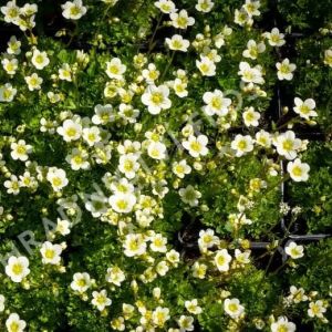 Skalnica ALPINO EARLY LIME