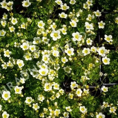 Skalnica ALPINO EARLY LIME