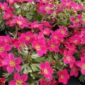 Skalnica ALPINO EARLY ROSE