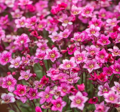 Skalnica ALPINO EARLY ROSE