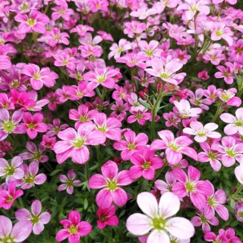 Skalnica ALPINO EARLY CARNIVAL