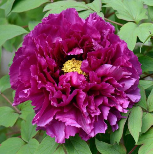 Piwonia Drzewiasta Japońska Purpurowa