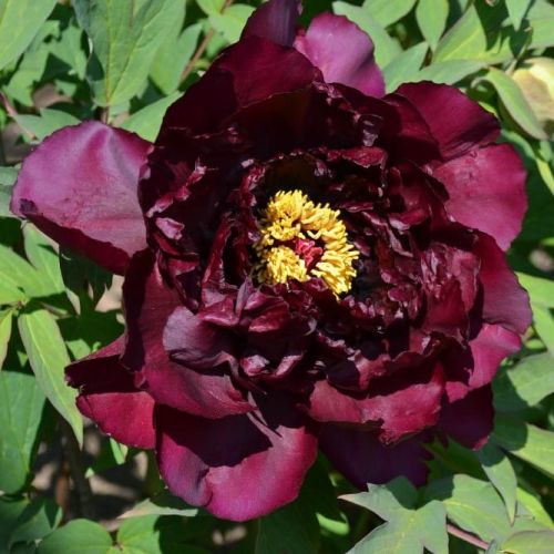 Piwonia Drzewiasta Japońska Bordowa