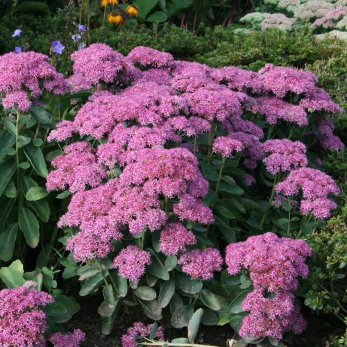 Rozchodnik okazały BRILLANT