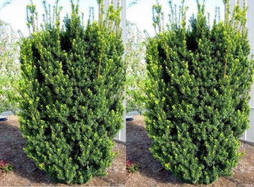 Cis pośredni HICKSII