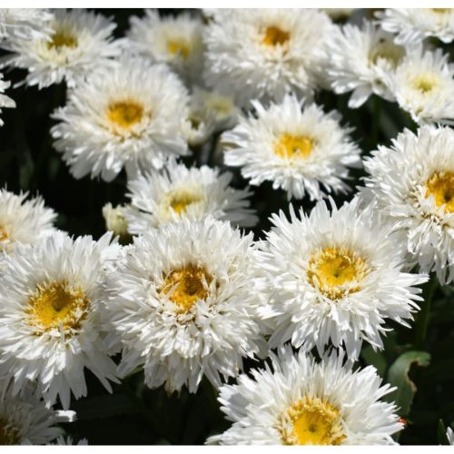 Złocień Sweet Daisy Rebecca 