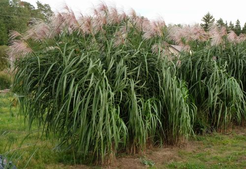 Miskant Olbrzymi MEIDL