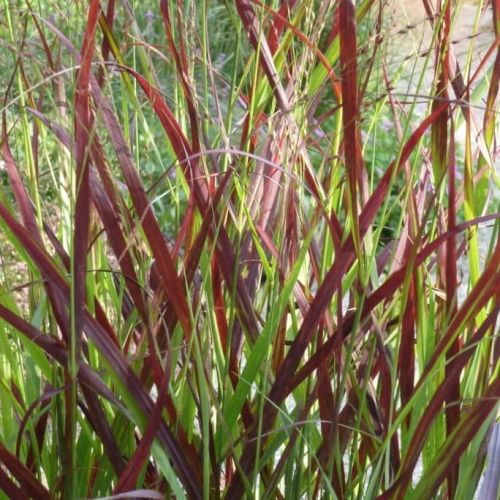 Proso Rózgowate OXBLOOD AUTUMN