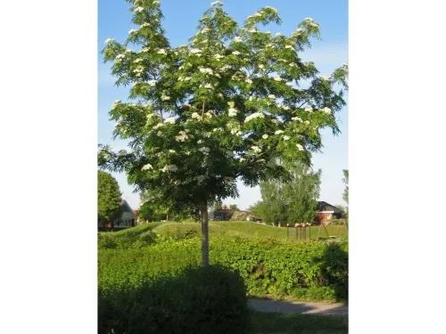 Jarząb DODONG 