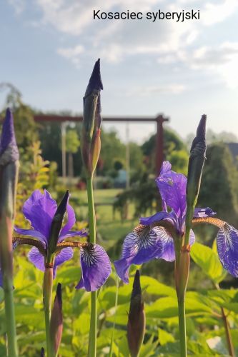 Irys Syberyjski-Kosaciec syberyjski