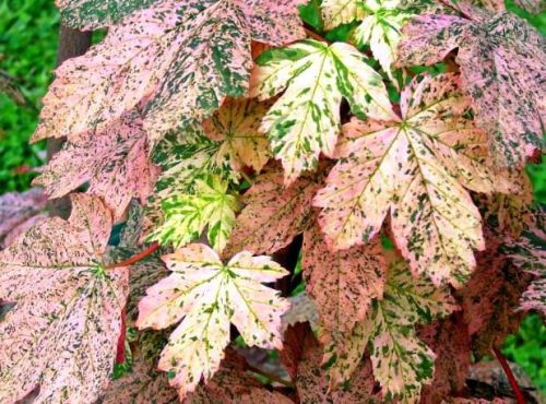 Klon jawor ESK SUNSET - 100cm