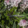 Tiarella ANGEL WINGS