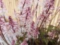 Tiarella ANGEL WINGS