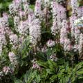 Tiarella ANGEL WINGS