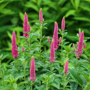 Przetacznik długolistny FIRST LOVE 