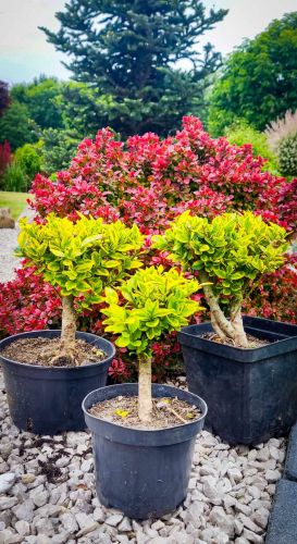 Ligustr jajolistny AUREUM formowana kula