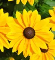 Rudbeckia SmileyZ BIG LUCK