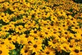 Rudbeckia SmileyZ BIG LUCK