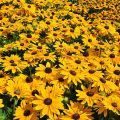 Rudbeckia SmileyZ BIG LUCK