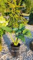 Funkia - Hosta BIG MAMA