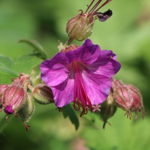 Bodziszek BEVAN’S VARIETY