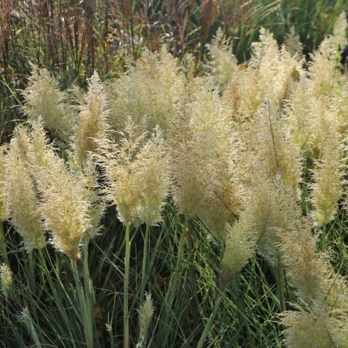 Trawa pampasowa TINY PAMPA