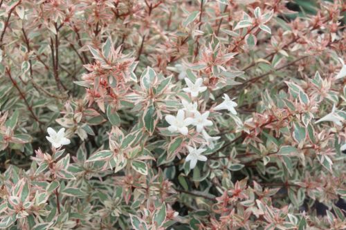 Abelia grandiflora CONFETTI