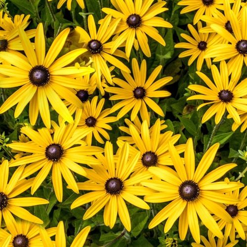 Rudbekia FOREVER GOLD
