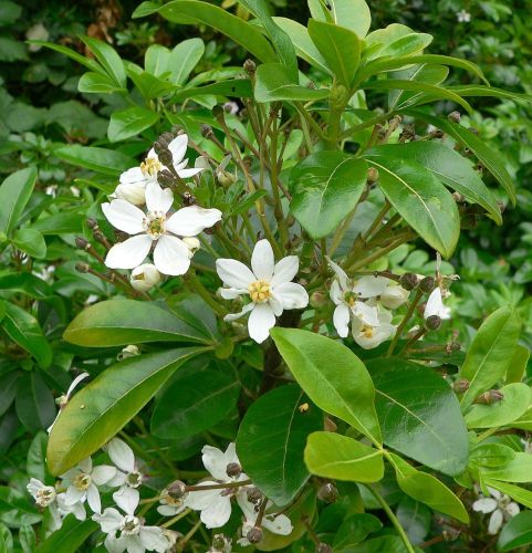 Czojsia trójlistkowa