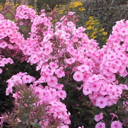 Floks HERBSTWALZER 