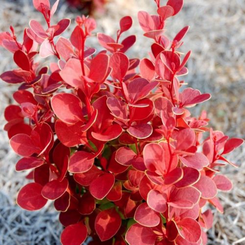 Berberys RED HOT CHILI 