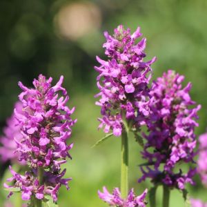 Czyściec gęstokwiatowy HUMMELO