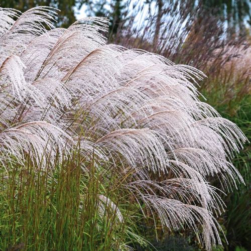 Miskant chiński SILVER CHARM