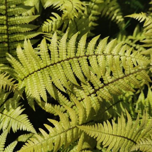 Nerecznica Wallicha JURASSIC GOLD