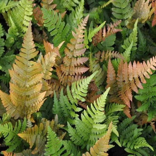 Narecznica czerwonozawijkowa AUTUMN FERN