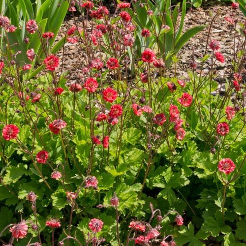 KUKLIK FLAMES OF PASSION