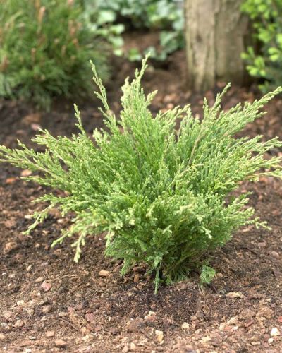 Jałowiec płożący ANDORRA COMPACTA