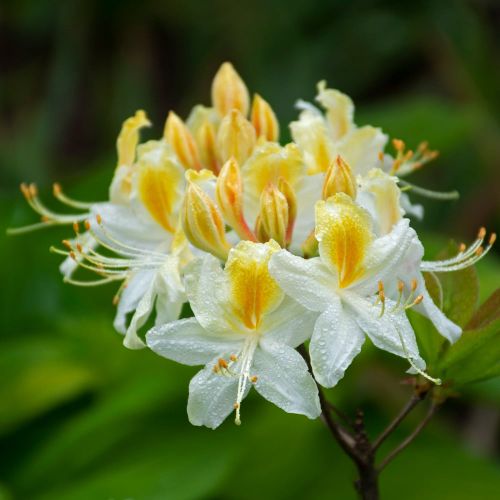 Azalia NORTHERN HI-LIGHTS