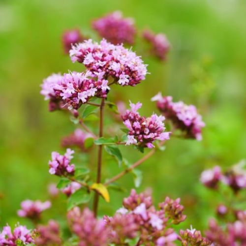 Lebiodka ROSENKUPPEL
