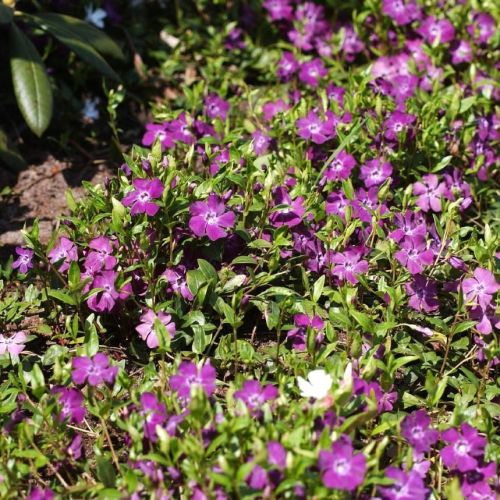 Barwinek ARTROPURPURA
