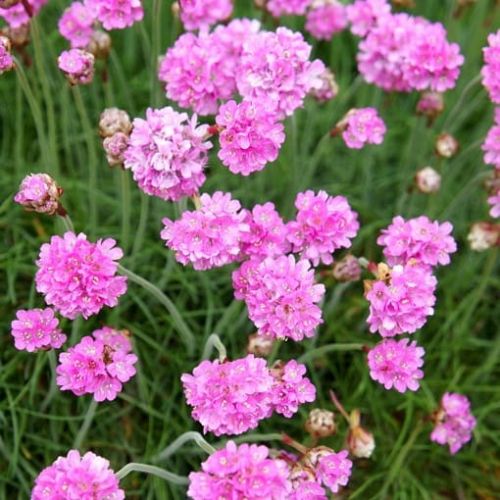 Zawciąg ARMADA ROSE