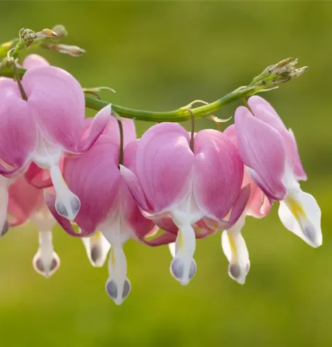 Serduszka SPECTABILIS